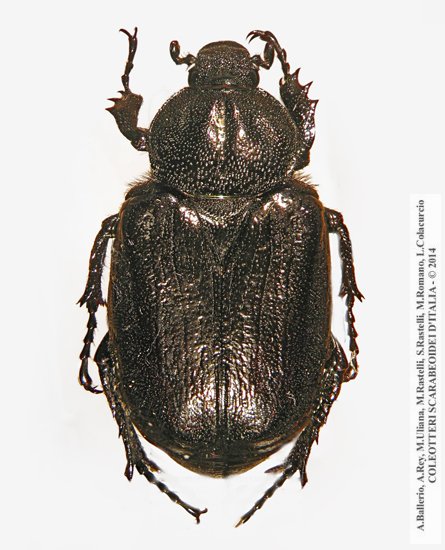 Osmoderma cristinae, femmina